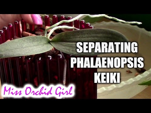 Orchid propagation - Separating Phalaenopsis basal keiki from mother Orchid Video