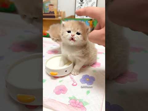 A tiny kitten, a feeder bottle, and lots of love. 🍼🐱❤️