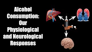 Alcohol Consumption: Our Physiological and Neurological Responses