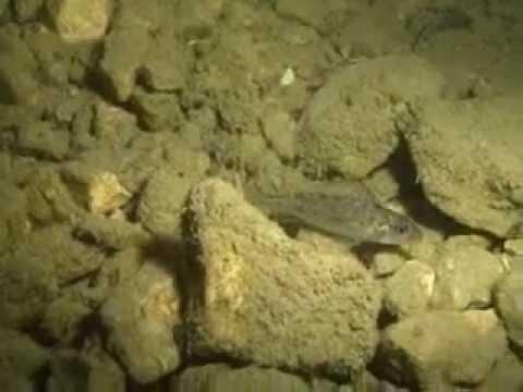 Freibacher Stausee/Kärnten, Freibacher Stausee,Kärnten,Österreich