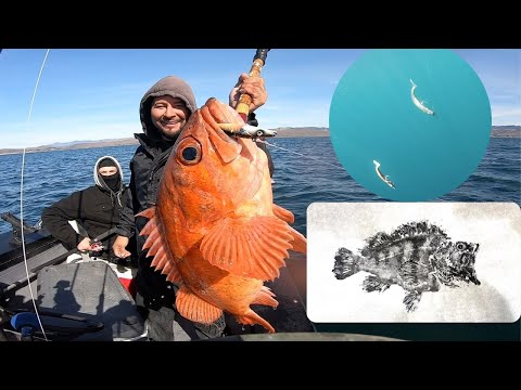 Rockfishing with Sandeels Hookup baits and Gyotaku at the end