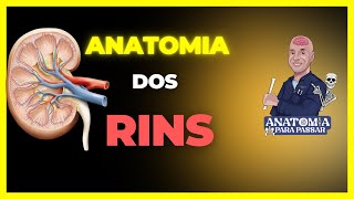 O Que é O Parênquima Renal Assinale A Alternativa Correta