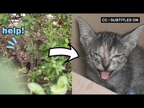 TURN ON SUBTITLES: Poor abandoned kitten with eye problem is hungry for love
