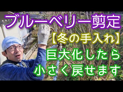 冬に剪定する植物: 冬に剪定すると恩恵を受ける植物に焦点を当てる  庭園