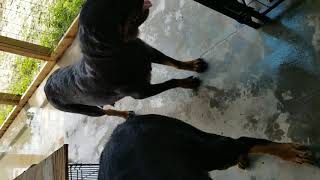 Video preview image #7 Rottweiler Puppy For Sale in RIEGELWOOD, NC, USA