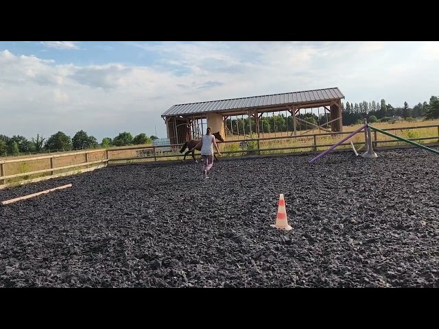 Cheval 2 ans poney / arabe / Appaloosa