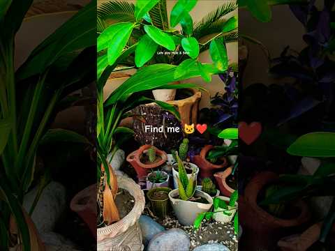 Find the cat| Kitten playing Hide N Seek