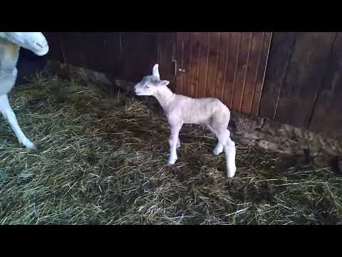 The Newborn Lamb Does Scream