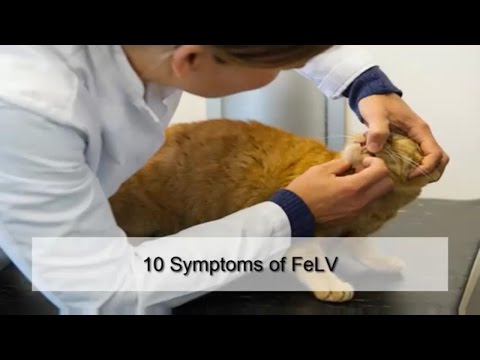 10 Symptoms of FeLV