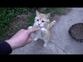 Orange Cats Are Glad To Meet Me