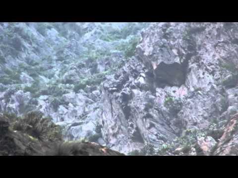 Andean Condor (Vultur gryphus)