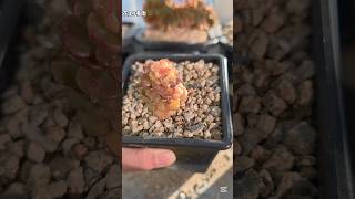 ポキッと折れて放置していた多肉を植えました！#ベランダタニラー #多肉植物