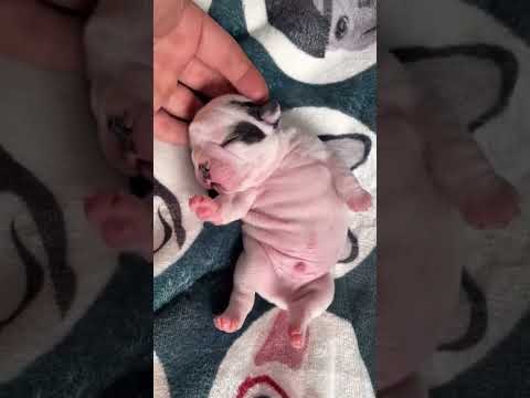 🐱 dogs vadio funny 😁😀