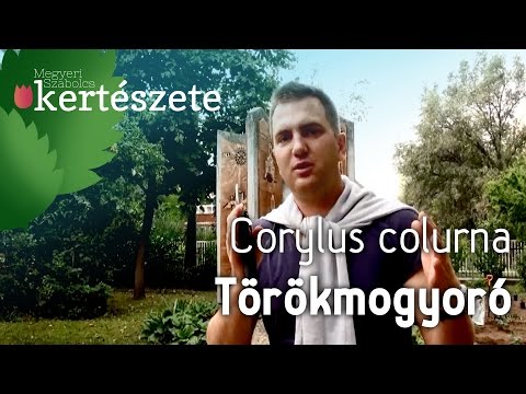 Corylus colurna - Törökmogyoró - Növényismeret - kertészeti tananyag