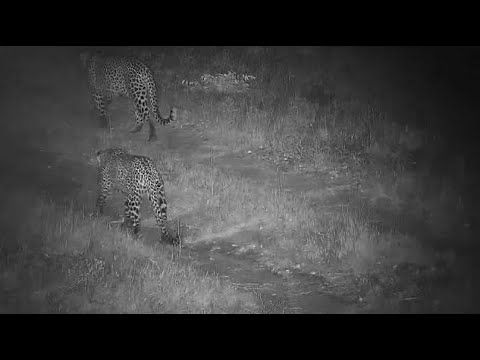 Djuma: Leopards-Tlalamba and Molwati (flirting on dam wall) with Lion audio - 00:09 - 05/09/21
