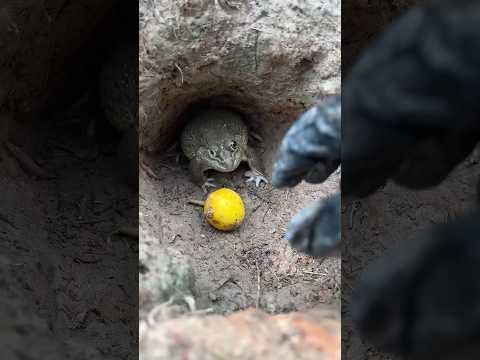 ขอมะเขือหน่อย #frog😱🐸🐸#funny #424