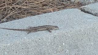 Amazing Reptiles - Western Fence Lizards