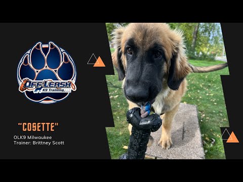 5 M/O Leonberger "Cosette" | Puppy Transformation | Milwaukee Dog Trainers