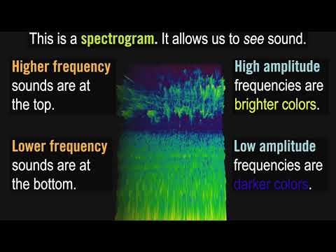 What is a Spectrogram?