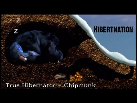 What does Hibernation mean to a Black Bear?