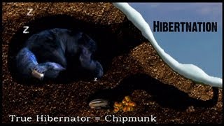 What does Hibernation mean to a Black Bear?