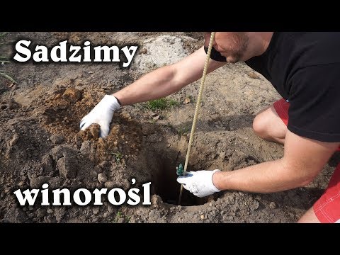, title : 'Jak prawidłowo sadzić winorośl? (#17)'