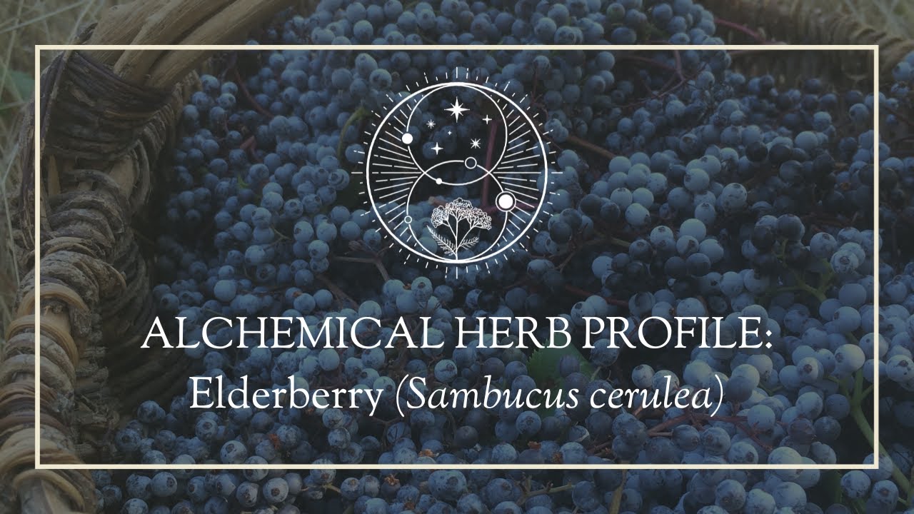 Alchemical Herb Profile: Elderberry (Sambucus cerulea) - YouTube