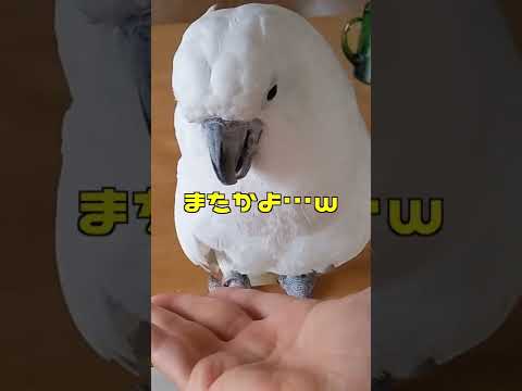 オウムは道具を手元に置いておく