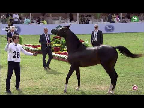 N 286 D JALA'A   KAAHC 2019   Colts 2 Years Old Class 8B