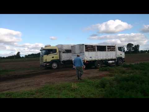 racine hnos! los scania cargando tacos!