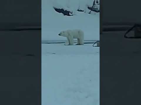 В Якутии белый медведь стащил блёсна у рыбака. Видео В Якутии белый медведь стащил блёсна у рыбака. Видео
