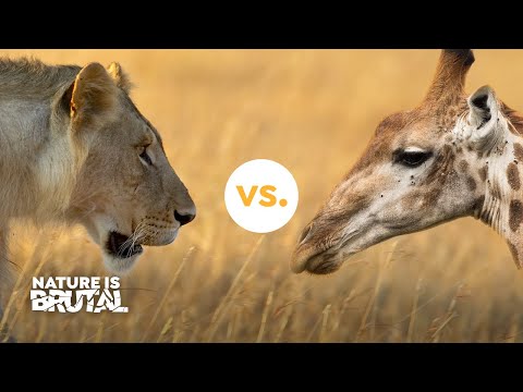How these Lions Challenged the Giraffes I Nature is Brutal