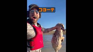 オオカミは家畜化できるのか？ #animals #動物プロダクション #動物 #癒し #自然