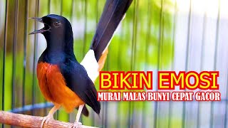 Download lagu PANCINGAN MURAI BATU GACOR BONGKAR ISIAN, NAIKKAN EMOSI MURAI BATU MALAS BUNYI AGAR CEPAT GACOR mp3