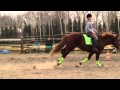 Matador galop 8.03.2014