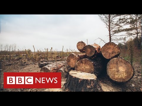 Brazil's rainforest is still plundered as world...
