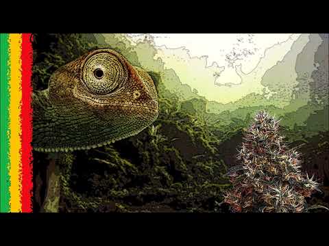 🎤 Hip Hop Reggae 2019 🔊 Rap&Chillest Reggae Mix #1 // Reggae Rap Hip Hop 🎶