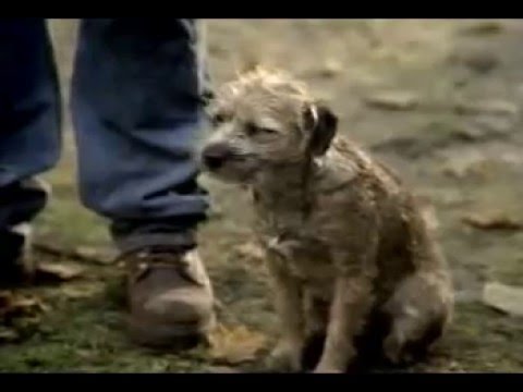 Funny Budweiser Dog Commercial - Super Bowl Banned Video