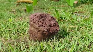 Puffball Fungi Mushroom (non edible)