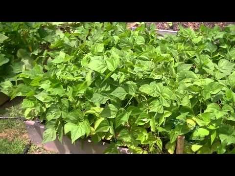 Blue Lake Bush Green Beans in Raised Beds