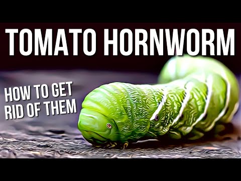 , title : 'Tomato Hornworms | Best Way To Get Rid Of Tomato Hornworms!'