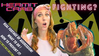 Hermit Crabs FIGHTING? | How to Identify Aggressive Hermit Crabs| By Crab Central Station