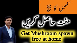 Get free Mushroom spawn at home |