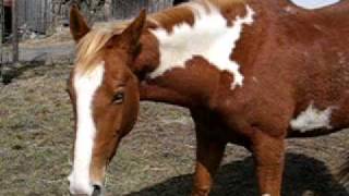 Horse videos 003