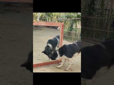 Dog funny video #explore #follow #dog #dogfunny #dogs #dogshorts #funnyvideo #doglover #doglifestyle