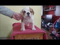 Bulldog Inglés cachorro en venta