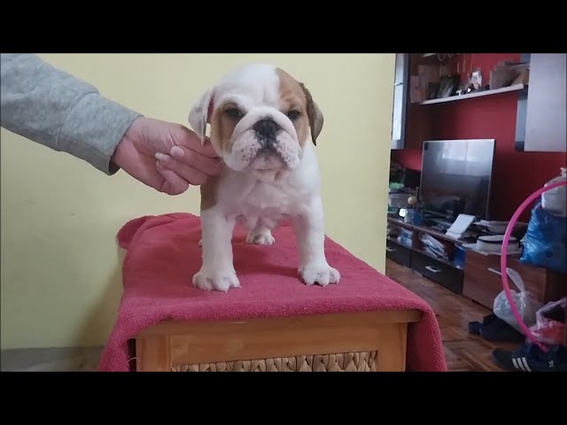 Englische Bulldogge welpen kaufen