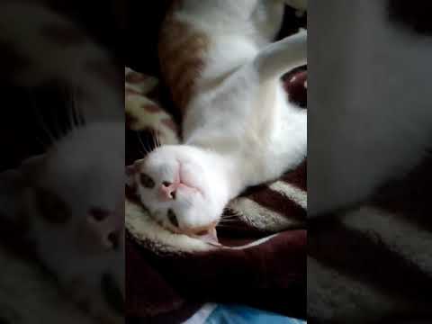 pyaar 🐾😍love 💕