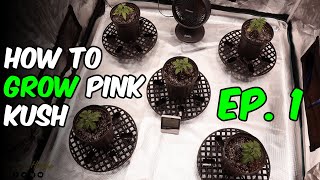 Getting a INDOOR CANNABIS GROW STARTED! Pink Kush with FC4800 Light