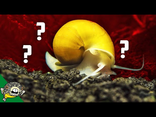 Mystery Snail Eggs! A mystery snail profile. Mystery SNails